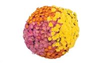Chrysanthemum Confetti Garden Virgo