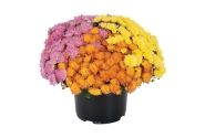 Chrysanthemum Confetti Garden Virgo