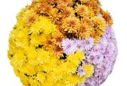 Chrysanthemum Confetti Garden Robinson