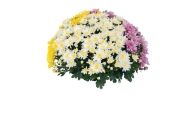 Chrysanthemum Confetti Garden Ruth