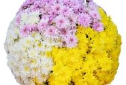 Chrysanthemum Confetti Garden Ruth