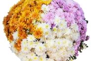 Chrysanthemum Confetti Garden Mays