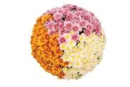 Chrysanthemum Confetti Garden Mays