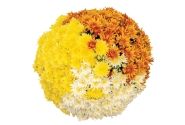 Chrysanthemum Confetti Garden Mantle