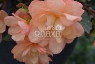 Begonia hybrida I´CONIA Miss Montreal