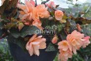 Begonia hybrida I´CONIA Miss Montreal
