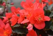 Begonia hybrida I´CONIA First Kiss Hot Pink