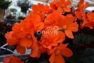Begonia hybrida I´CONIA Portofino Orange