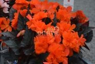 Begonia hybrida I´CONIA Portofino Orange