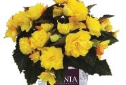 Begonia hybrida I'CONIA Portofino Yellow