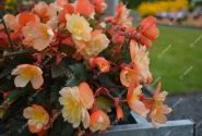 Begonia hybrida I´CONIA Aroma Peach