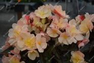 Begonia hybrida I´CONIA Bacio White