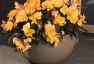 Begonia hybrida I´CONIA Bacio Peach