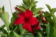 Mandevilla hybrida Flordenia Red Velvet (10,5 cm)
