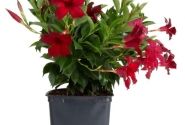 Mandevilla hybrida Flordenia Red Velvet (10,5 cm)