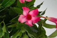 Mandevilla hybrida Flordenia Neon (10,5 cm)