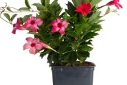 Mandevilla hybrida Flordenia Neon (10,5 cm)