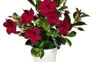 Mandevilla hybrida Flordenia Red (10,5 cm)