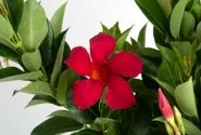Mandevilla hybrida Flordenia Red (12 cm)
