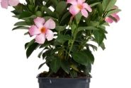 Mandevilla hybrida Flordenia Rose (10,5 cm)