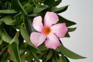 Mandevilla hybrida Flordenia Rose (10,5 cm)