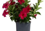 Mandevilla hybrida Flordenia Dark Red (10,5 cm)
