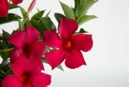 Mandevilla hybrida Flordenia Dark Red (10,5 cm)