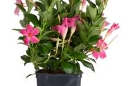 Mandevilla hybrida Flordenia Pink (10,5 cm)