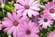 Osteospermum ecklonis Margarita Lilac