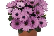 Osteospermum ecklonis Margarita Lilac
