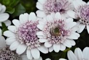 Osteospermum ecklonis Margarita Double White