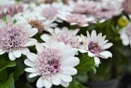 Osteospermum ecklonis Margarita Double White