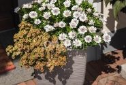 Osteospermum ecklonis Margarita Double White