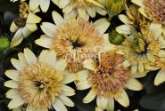 Osteospermum ecklonis Margarita Double Yellow
