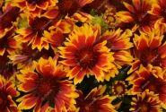 Gaillardia aristata SpinTop Orange Halo Imp