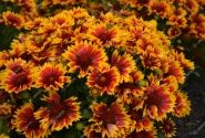Gaillardia aristata SpinTop Orange Halo Imp