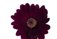 Osteospermum ecklonis Margarita Dark Purple