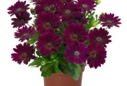 Osteospermum ecklonis Margarita Dark Purple