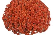 Chrysanthemum multiflora Reef Bronze
