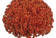 Chrysanthemum multiflora Reef Bronze