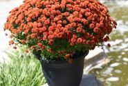 Chrysanthemum multiflora Reef Bronze