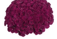 Chrysanthemum multiflora Lagoon Purple