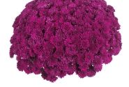 Chrysanthemum multiflora Lagoon Purple