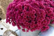 Chrysanthemum multiflora Lagoon Purple