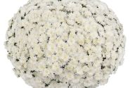 Chrysanthemum multiflora Ceremony White