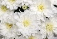 Chrysanthemum multiflora Ceremony White