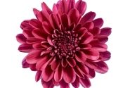 Chrysanthemum multiflora Balloon Purple