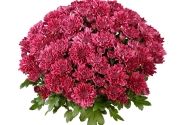 Chrysanthemum multiflora Balloon Purple