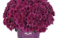 Chrysanthemum multiflora Buzz Lavender