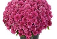 Chrysanthemum multiflora Buzz Lavender